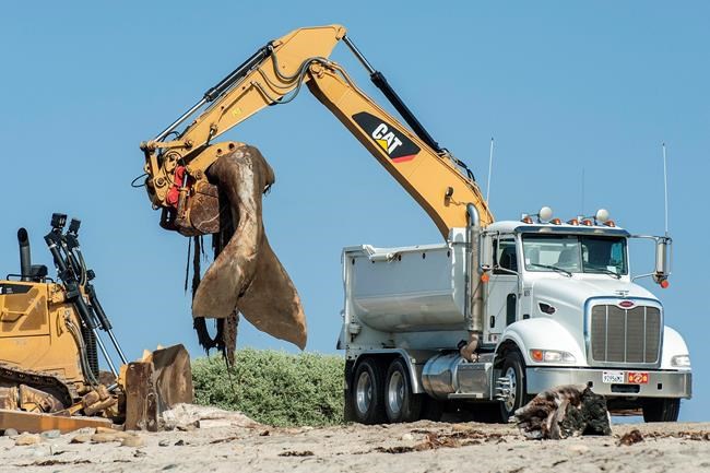 60,000-pound whale carcass removed from California beach | iNFOnews.ca 60,000-pound whale carcass removed from California beach | iNFOnews.ca