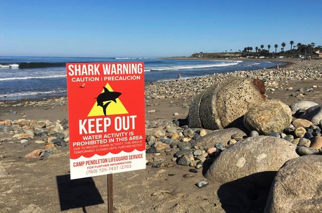 California shark attack survivor recalls fighting off beast | iNFOnews.ca
