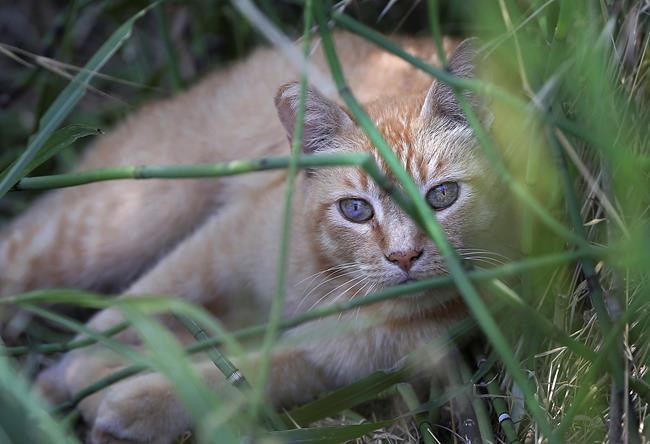 Feral cats make Western Governor's list of invasive species | iNFOnews.ca Feral cats make Western Governor's list of invasive species | iNFOnews.ca