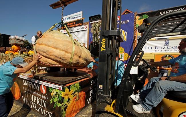 Giant pumpkin weighing 2,175 pounds sets California record | iNFOnews.ca CP1559902604