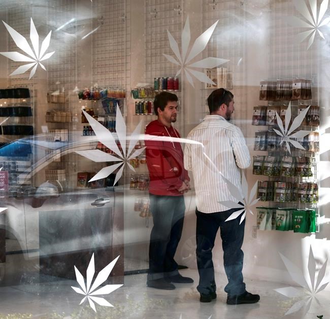 Revenue hit predicted for California's medical pot market | iNFOnews.ca