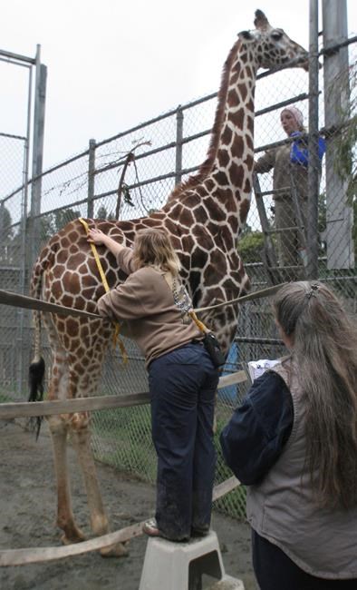 Oakland giraffe famous for her custom-made coat dies | iNFOnews.ca