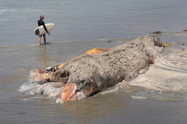 Crews cutting up dead whale that keeps floating to shore | iNFOnews.ca