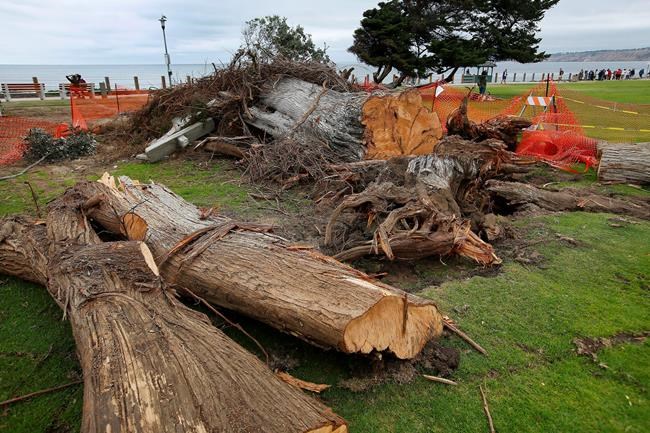 Tree that some say inspired Dr. Seuss' 'The Lorax' topples | iNFOnews.ca Tree that some say inspired Dr. Seuss' 'The Lorax' topples | iNFOnews.ca