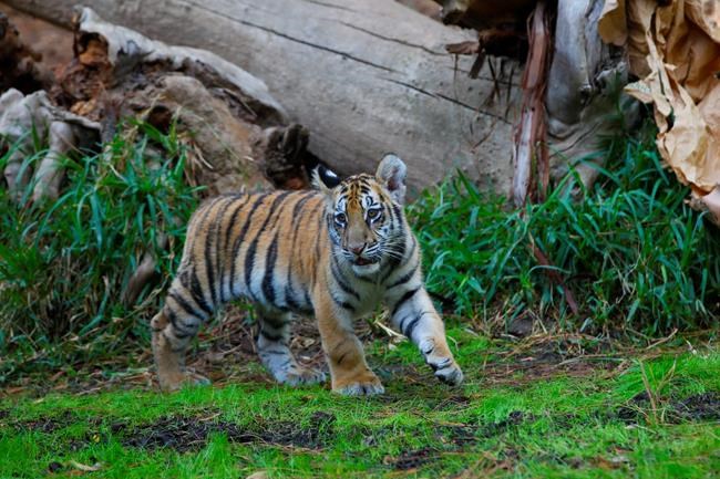 Teen gets 6 months for smuggling Bengal tiger cub into US | iNFOnews.ca Teen gets 6 months for smuggling Bengal tiger cub into US | iNFOnews.ca