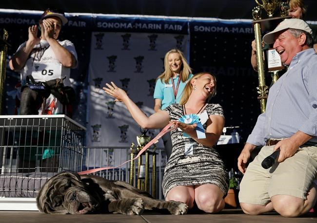 Huge, homely mastiff named Martha wins world's ugliest dog | iNFOnews.ca
