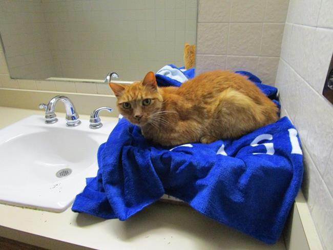 Welcome centre becomes rescue centre for cross-country cat | iNFOnews.ca Welcome centre becomes rescue centre for cross-country cat | iNFOnews.ca