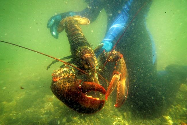Maine's gov. criticizes European proposal to ban US lobster | iNFOnews.ca Maine's gov. criticizes European proposal to ban US lobster | iNFOnews.ca
