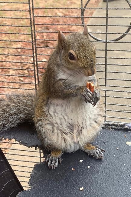 Alabama man charged with possession of 'attack squirrel' | iNFOnews.ca