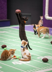 The claws come out when felines take the field in Kitten Bowl II; pet adoption is the goal | iNFOnews.ca The claws come out when felines take the field in Kitten Bowl II; pet adoption is the goal | iNFOnews.ca