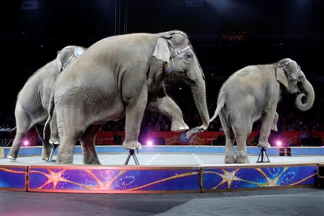 Final Ringling Bros. show at Nassau Coliseum sells out | iNFOnews.ca