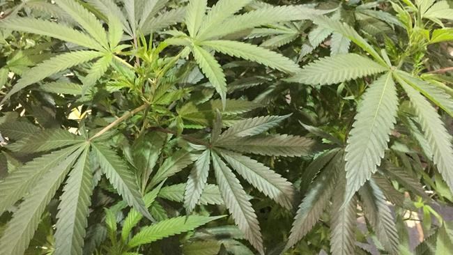 Oregon buzz: Pot plants at state fair in a 1st for the US | iNFOnews.ca Oregon buzz: Pot plants at state fair in a 1st for the US | iNFOnews.ca