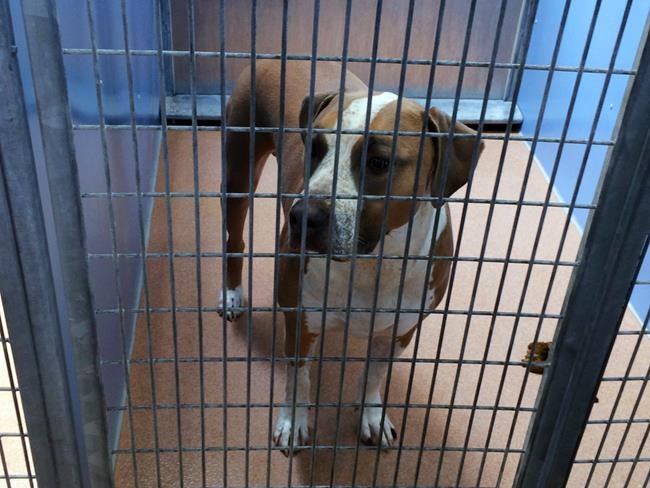Dog that killed 3-day-old baby in San Diego is euthanized | iNFOnews.ca Dog that killed 3-day-old baby in San Diego is euthanized | iNFOnews.ca