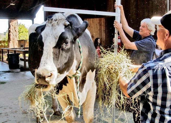 Holy cow! California steer vies for world's tallest bovine | iNFOnews.ca Holy cow! California steer vies for world's tallest bovine | iNFOnews.ca