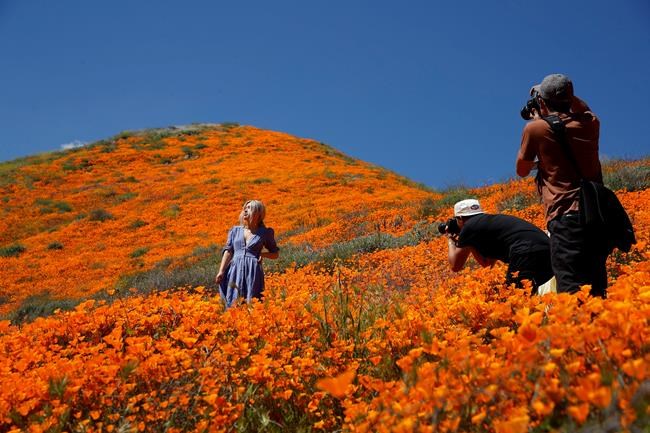 Tens of thousands converge on California 'poppy apocalypse' | iNFOnews.ca