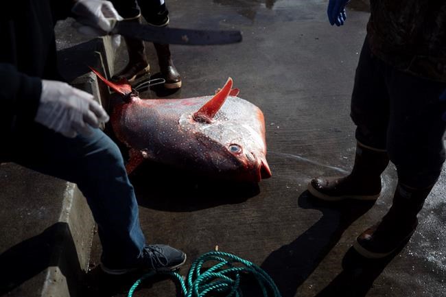 At sea during pandemic, fishermen return to stormy times | iNFOnews.ca