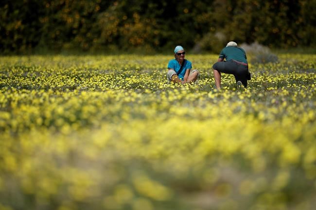 Rain brings 2nd California super bloom in 2 years | iNFOnews.ca