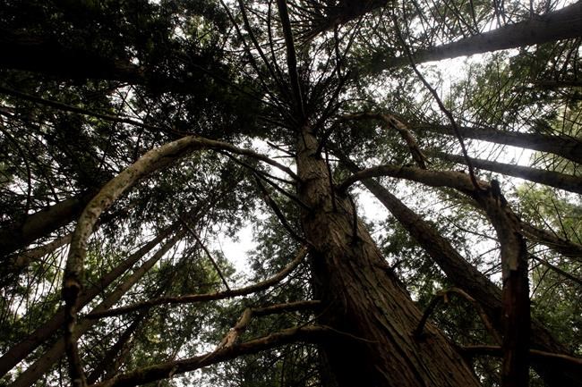 B.C.'s old-growth forests by the numbers | iNFOnews.ca