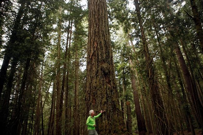 Some say the fate of British Columbia's old-growth forests rests in the balance | iNFOnews.ca Some say the fate of British Columbia's old-growth forests rests in the balance | iNFOnews.ca