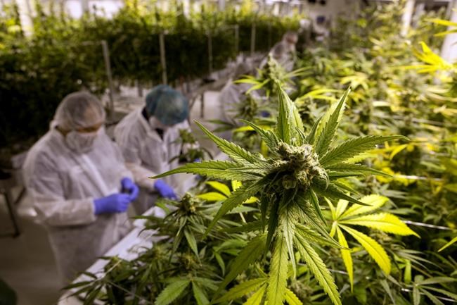 Legal pot may breathe life into small Canadian towns hit by resource losses | iNFOnews.ca