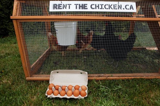 A list of where some Canadian cities stand on backyard chickens | iNFOnews.ca