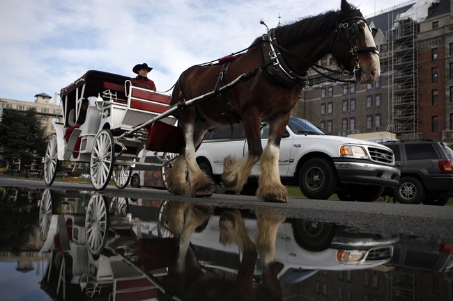 Victoria city council hears debate over horse-drawn carriage tours | iNFOnews.ca CP36870407