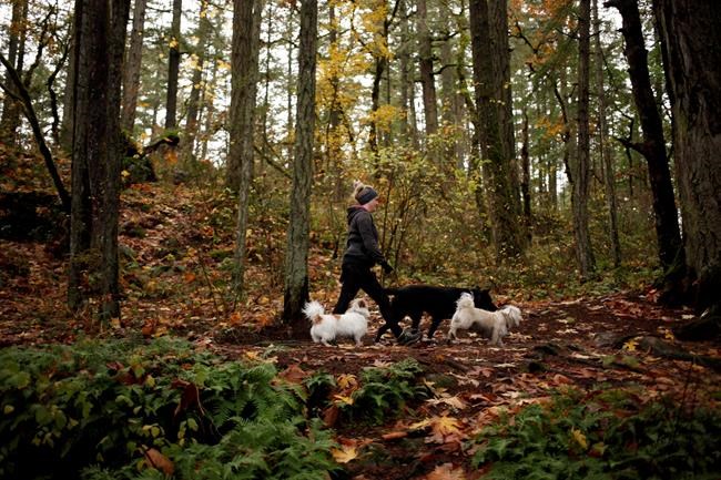 Victoria set to tighten limits on number of dogs in area parks | iNFOnews.ca
