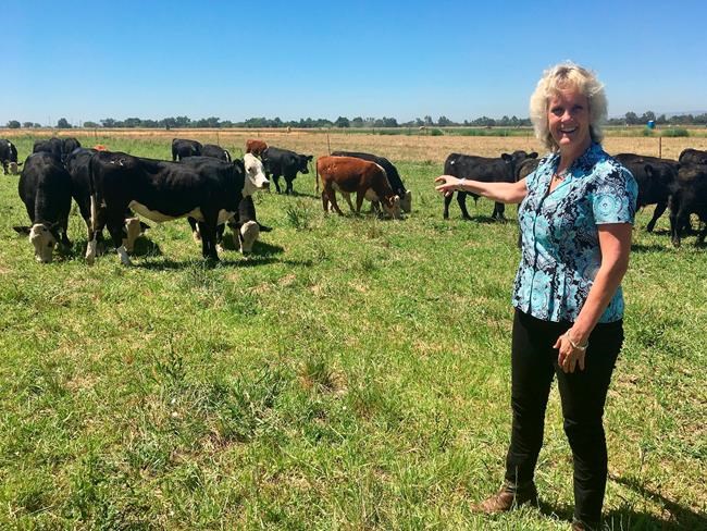 Farm animals may soon get new features through gene editing | iNFOnews.ca