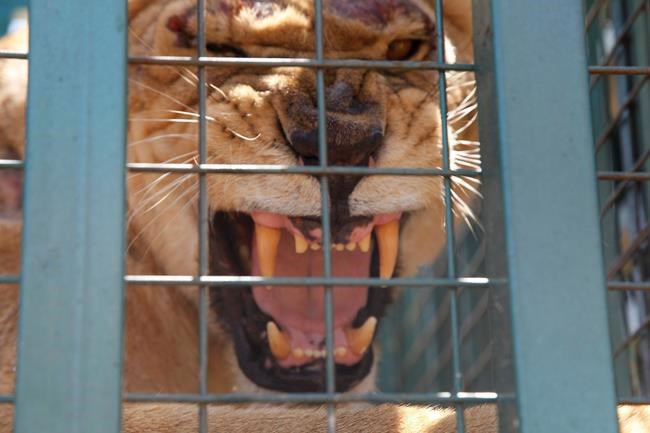 Lions, tigers, bears from war-torn Syria evacuated to Jordan | iNFOnews.ca