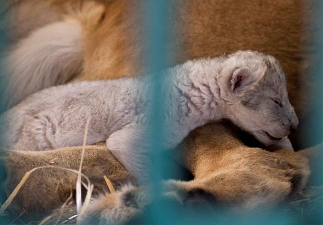 Month-old cub born to rescued Syria zoo lion dies in Jordan | iNFOnews.ca Month-old cub born to rescued Syria zoo lion dies in Jordan | iNFOnews.ca