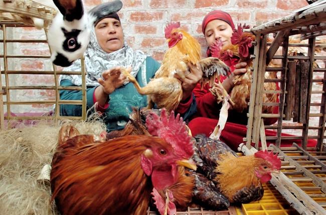 Egypt reports bird flu outbreaks in rural area | iNFOnews.ca Egypt reports bird flu outbreaks in rural area | iNFOnews.ca