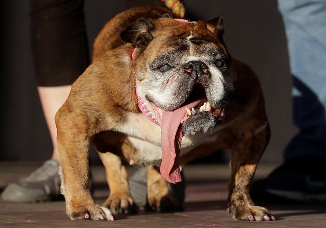 The Latest: English bulldog Zsa Zsa wins Ugliest Dog contest | iNFOnews.ca CP529105648