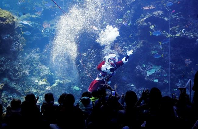 Scuba-diving Santa brings holiday cheer to fish, museumgoers | iNFOnews.ca