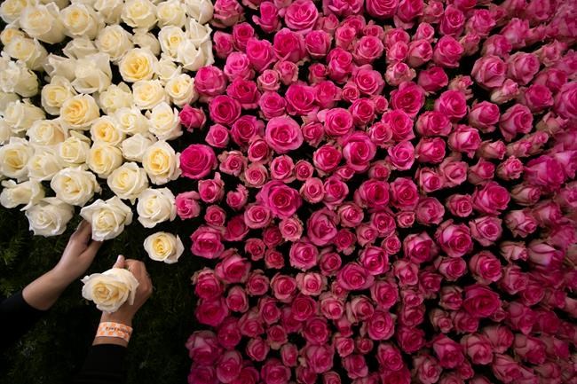 Getting floats, wits ready for a chilly 130th Rose Parade | iNFOnews.ca Getting floats, wits ready for a chilly 130th Rose Parade | iNFOnews.ca