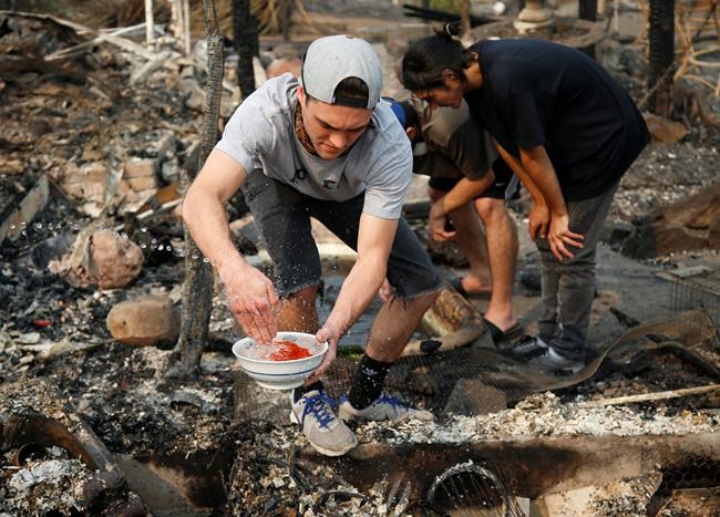 'Something did survive' California wildfires: Goldfish | iNFOnews.ca