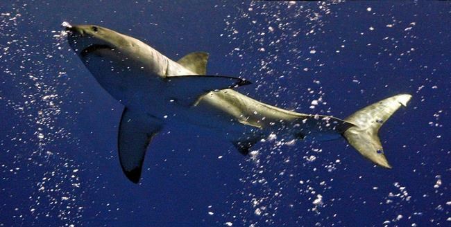 Scientists hope new shark cam gives insight to deep dives | iNFOnews.ca Scientists hope new shark cam gives insight to deep dives | iNFOnews.ca