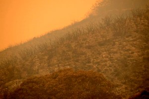 CP2050531411