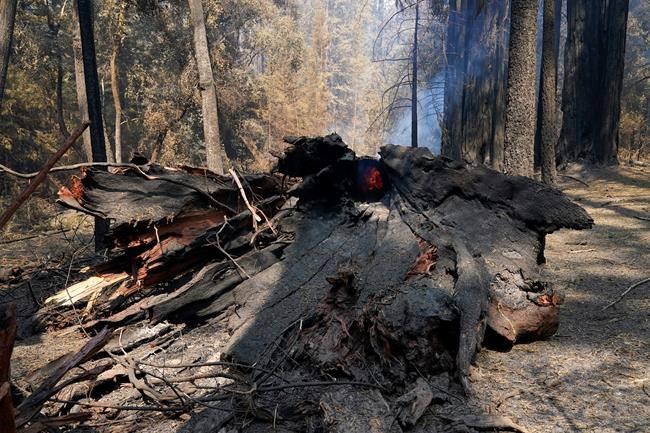 Redwoods survive wildfire at California's oldest state park | iNFOnews.ca