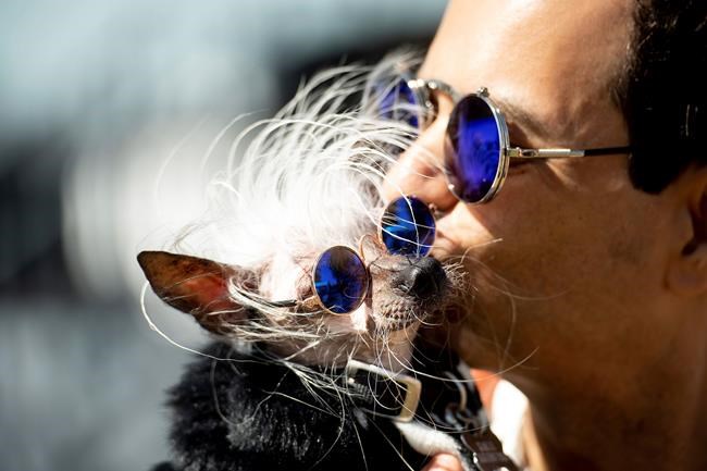 Scamp the Tramp wins World's Ugliest Dog Contest | iNFOnews.ca