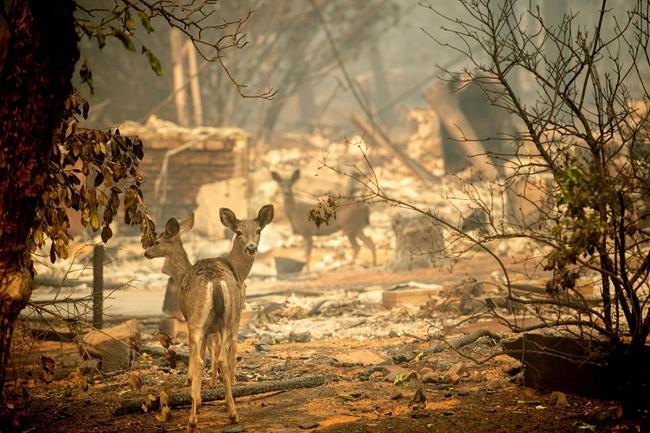 Rescues, not firefight, prove emotional for firefighters | iNFOnews.ca