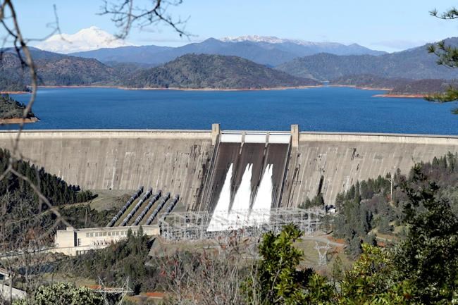 Tiny salamanders could complicate Shasta Dam project | iNFOnews.ca
