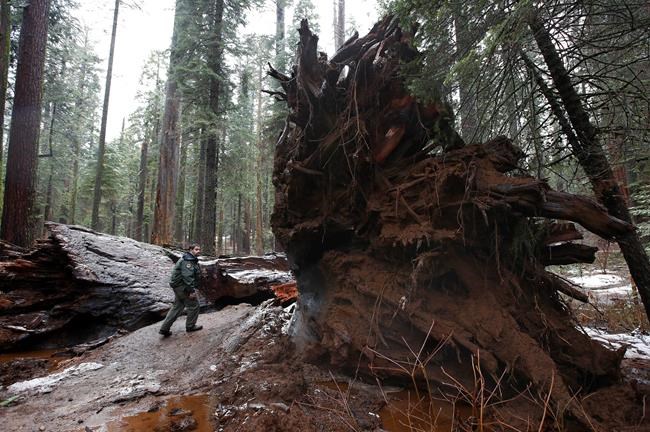 The Latest: Train delays in San Francisco after branch falls | iNFOnews.ca
