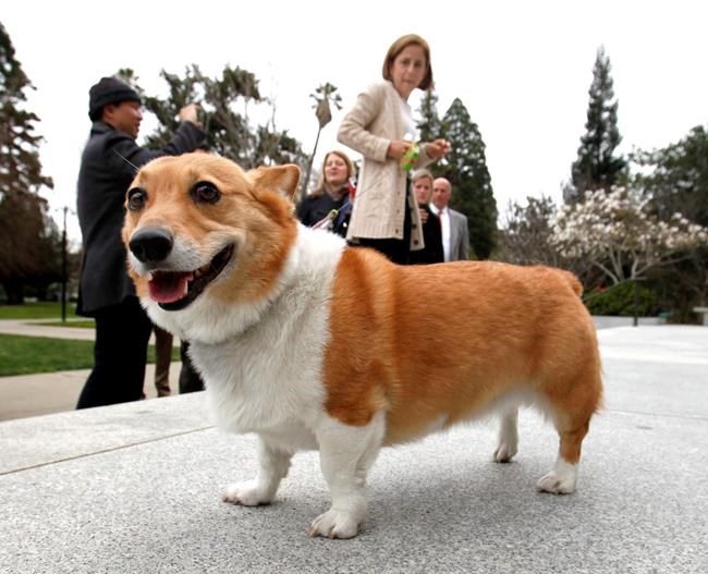 California governor's 'first dog' Sutter has died | iNFOnews.ca California governor's 'first dog' Sutter has died | iNFOnews.ca