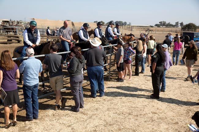'They're a lot like us': Program pairs inmates, wild horses | iNFOnews.ca CP2109455998