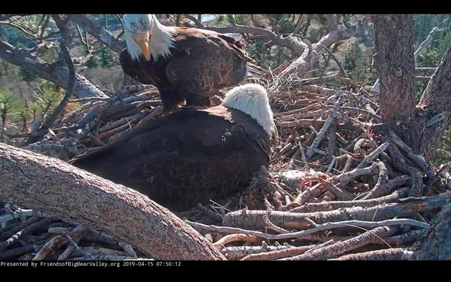 The Latest: 2nd eagle egg hatches in California mountains | iNFOnews.ca