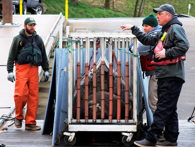 Biologists: Killing hungry sea lions saving imperiled fish | iNFOnews.ca CP457292505