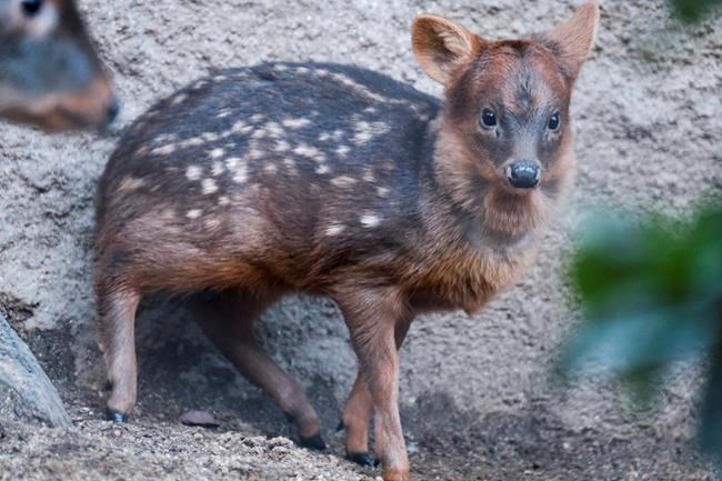 Baby pudu named for Korean pop star debuts at LA Zoo | iNFOnews.ca Baby pudu named for Korean pop star debuts at LA Zoo | iNFOnews.ca