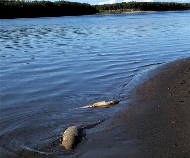 Alaska salmon deaths blamed on record warm temperatures | iNFOnews.ca