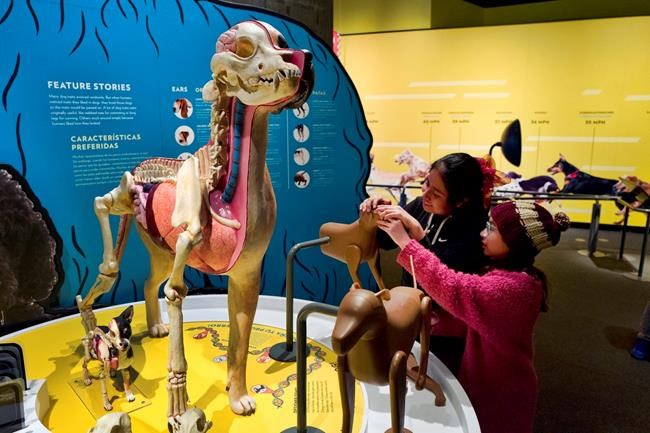 California science exhibit explains the dog-human friendship | iNFOnews.ca