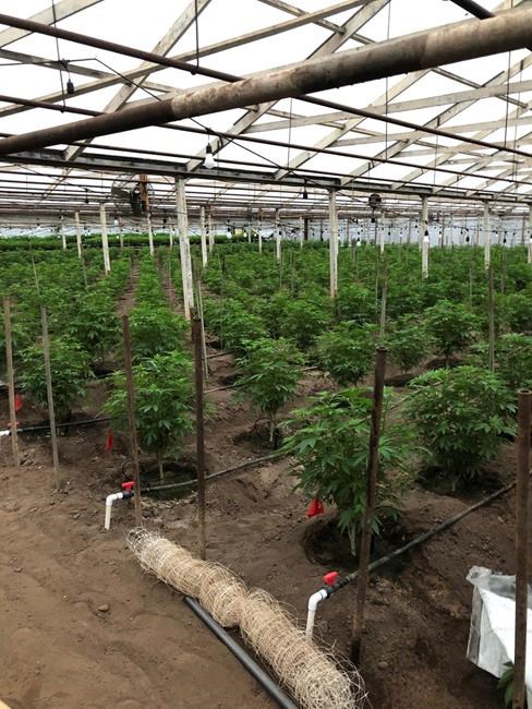 Where's the pot? California tracking system unlikely to know | iNFOnews.ca
